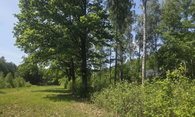 na końcu zamkniętej uliczki, za działką las, wz | Zdjęcie główne