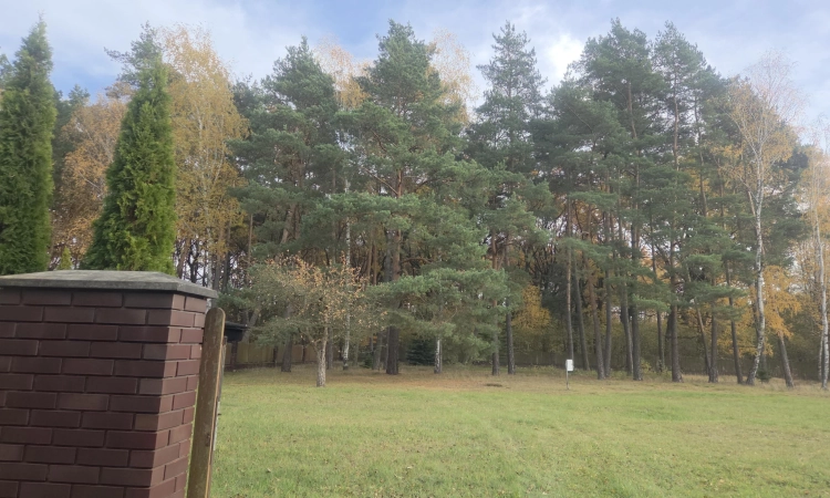 Wiązowna Kościelna z lasem, wz, mediami, | Zdjęcie główne