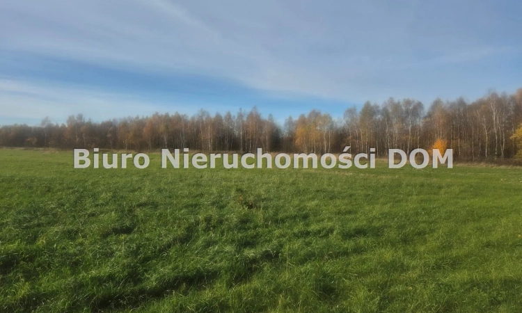 Sprzedam działkę zadrzewioną w gm Mykanw | Zdjęcie główne