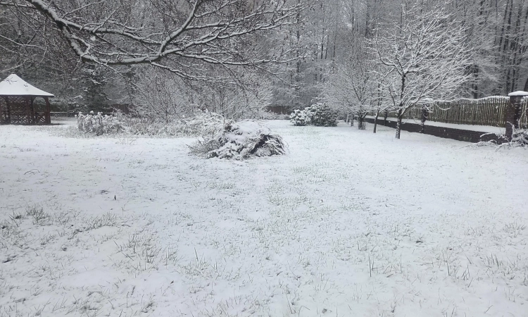 Z lasem, wz, mediami przy prywatnej drodze | Zdjęcie główne