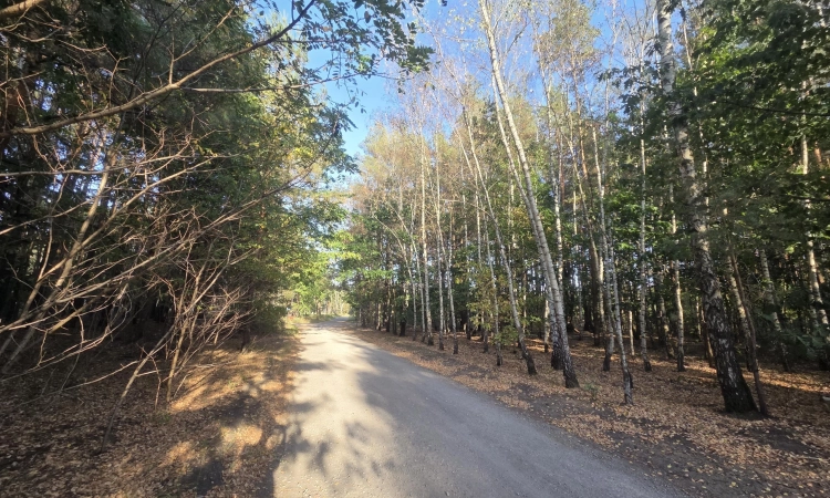 działka z lasem, pod rezydencje lub małe osiedle | Zdjęcie główne