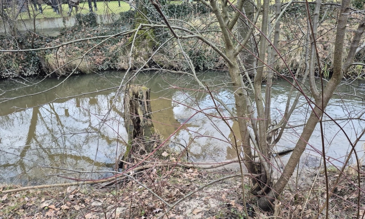 Złota, zejście do Mieni, drzewa, lokalizacja | Zdjęcie główne