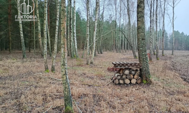 Działka w otoczeniu lasu, nad Zalewem Siemianówka | Zdjęcie główne