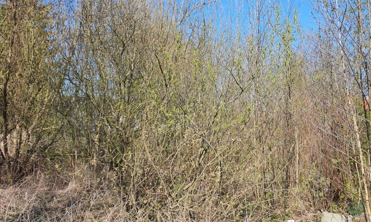 Doskoinała działka pod budowę domu jednorodzinnego | Zdjęcie główne